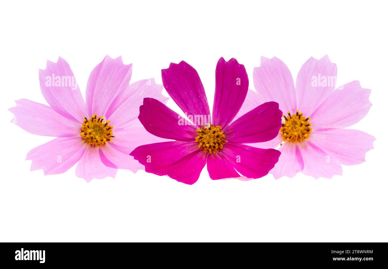cosmos flowers isolated on white background Stock Photo