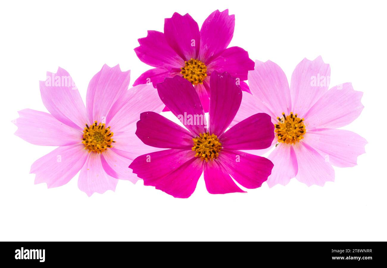 cosmos flowers isolated on white background Stock Photo