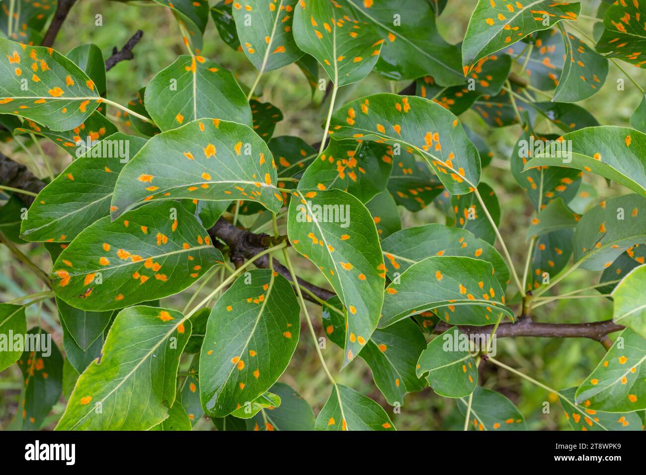 Pear leaves with pear rust infestation. Stock Photo
