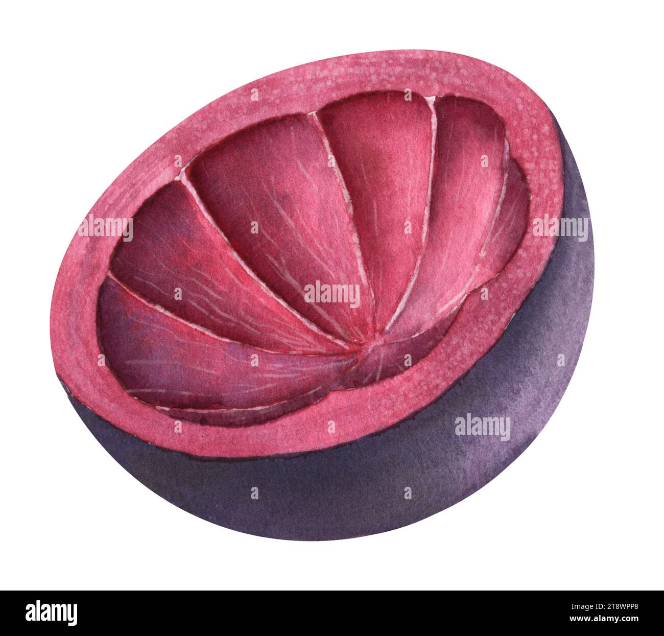 Mangosteen peel watercolor illustration. Hand drawn sketch of exotic ...