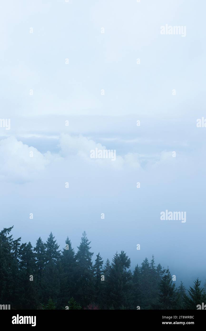 Sky and clouds above the tips of conifer trees. Stock Photo