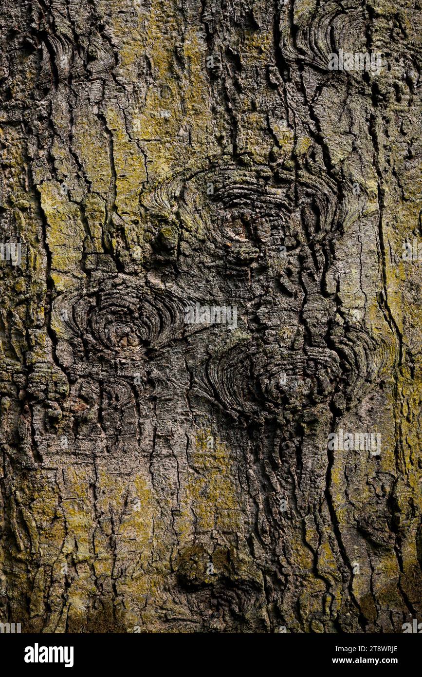 Detail on old pine tree trunk near Otter Ferry. Argyll Stock Photo