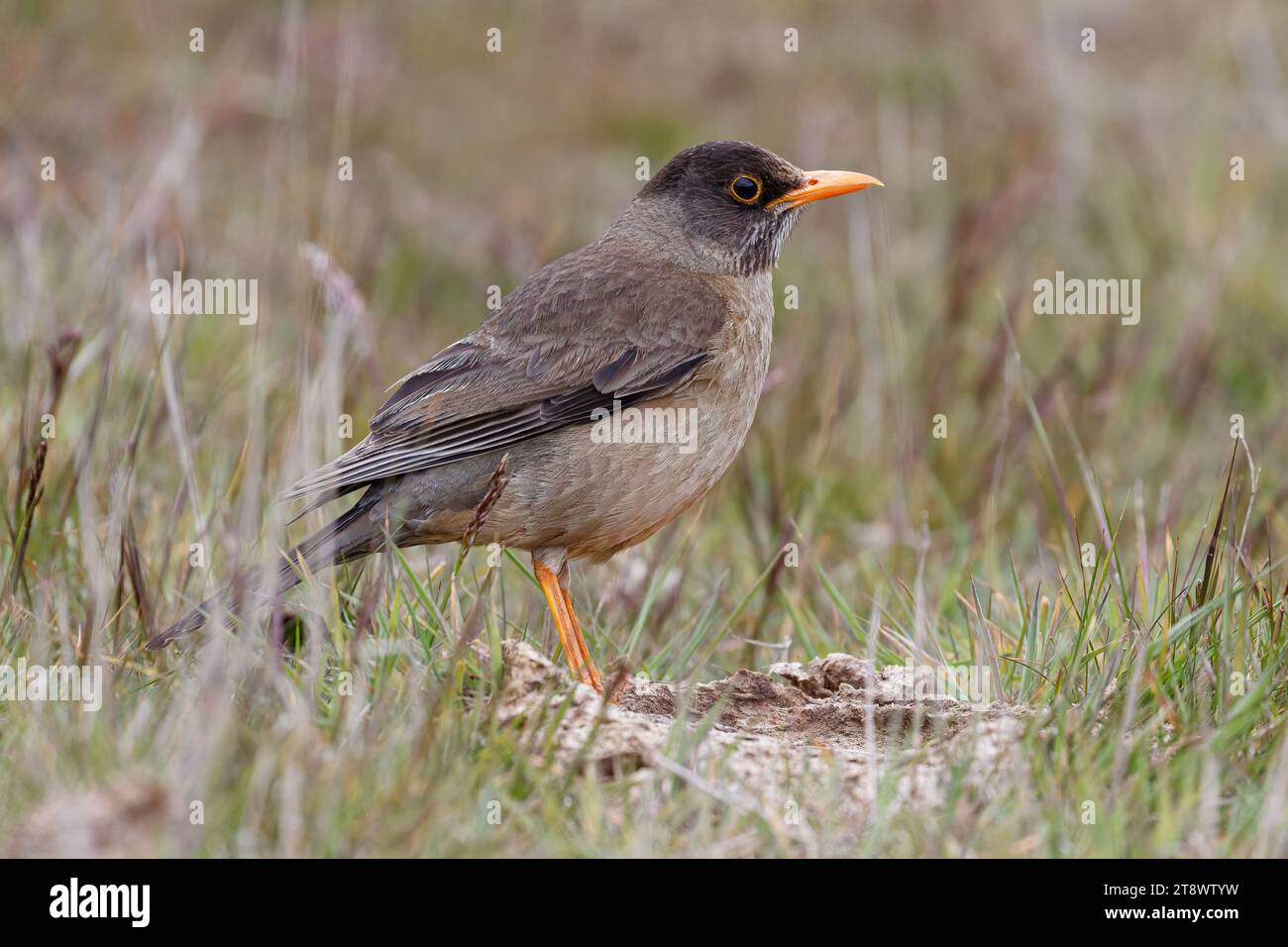 Falkland Thrush, Turdus falcklandii, adult bird  Falkland Islands  November Stock Photo
