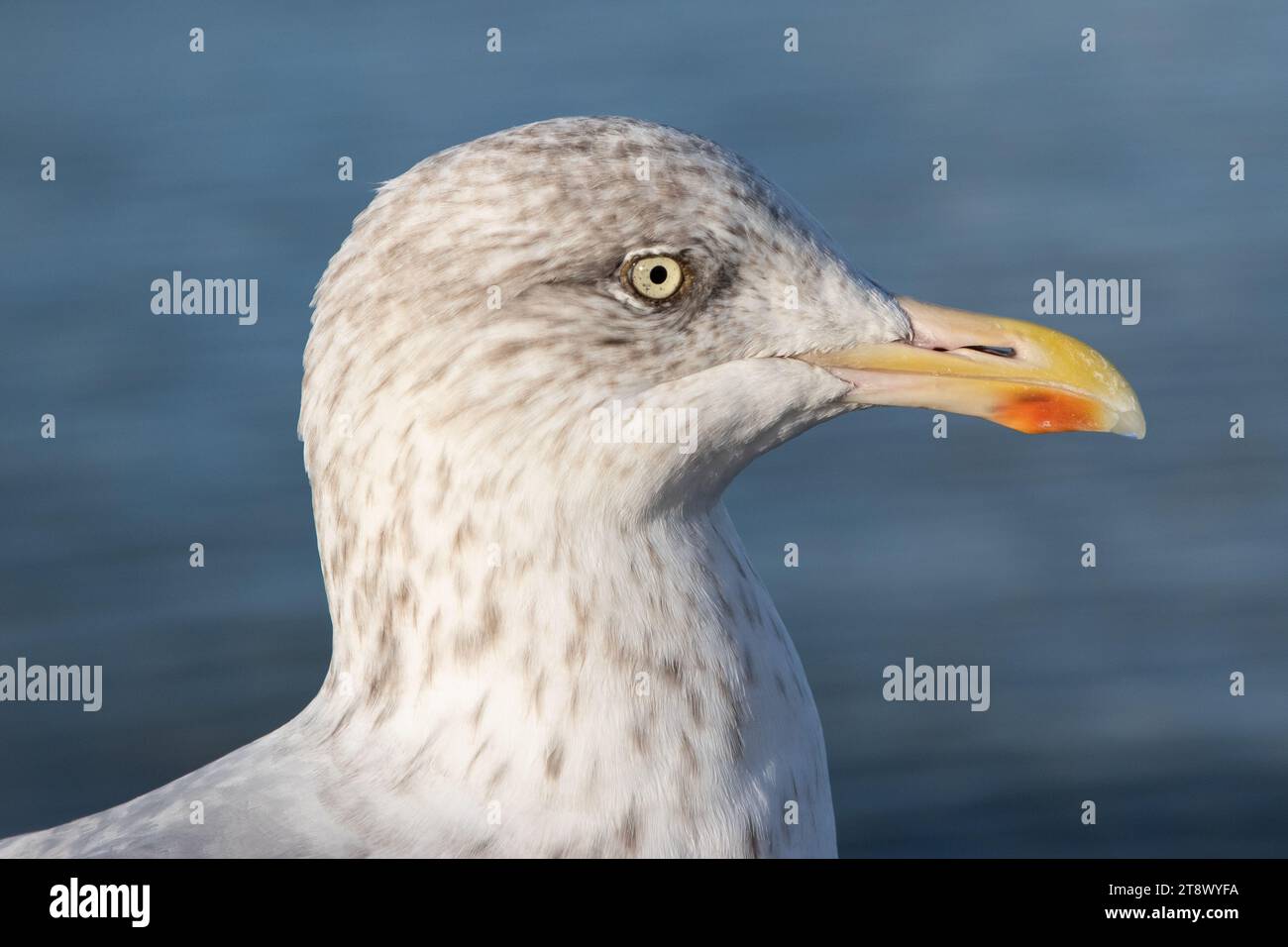 Herring gull head Stock Photo