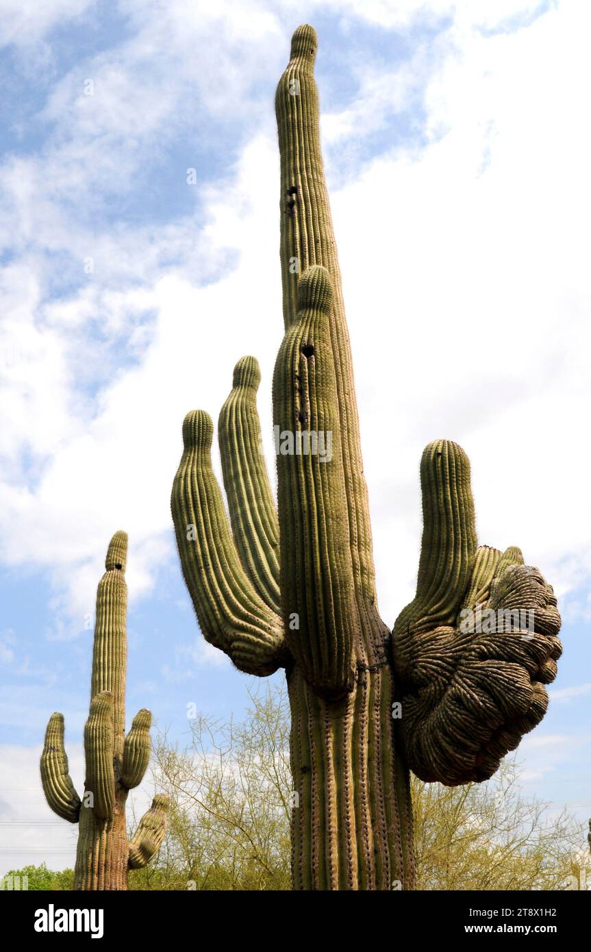 Saguaro (Carnegiea gigantea) is an arborescent cactus species native to Arizona and California (USA) and Sonora (Mexico). Stock Photo