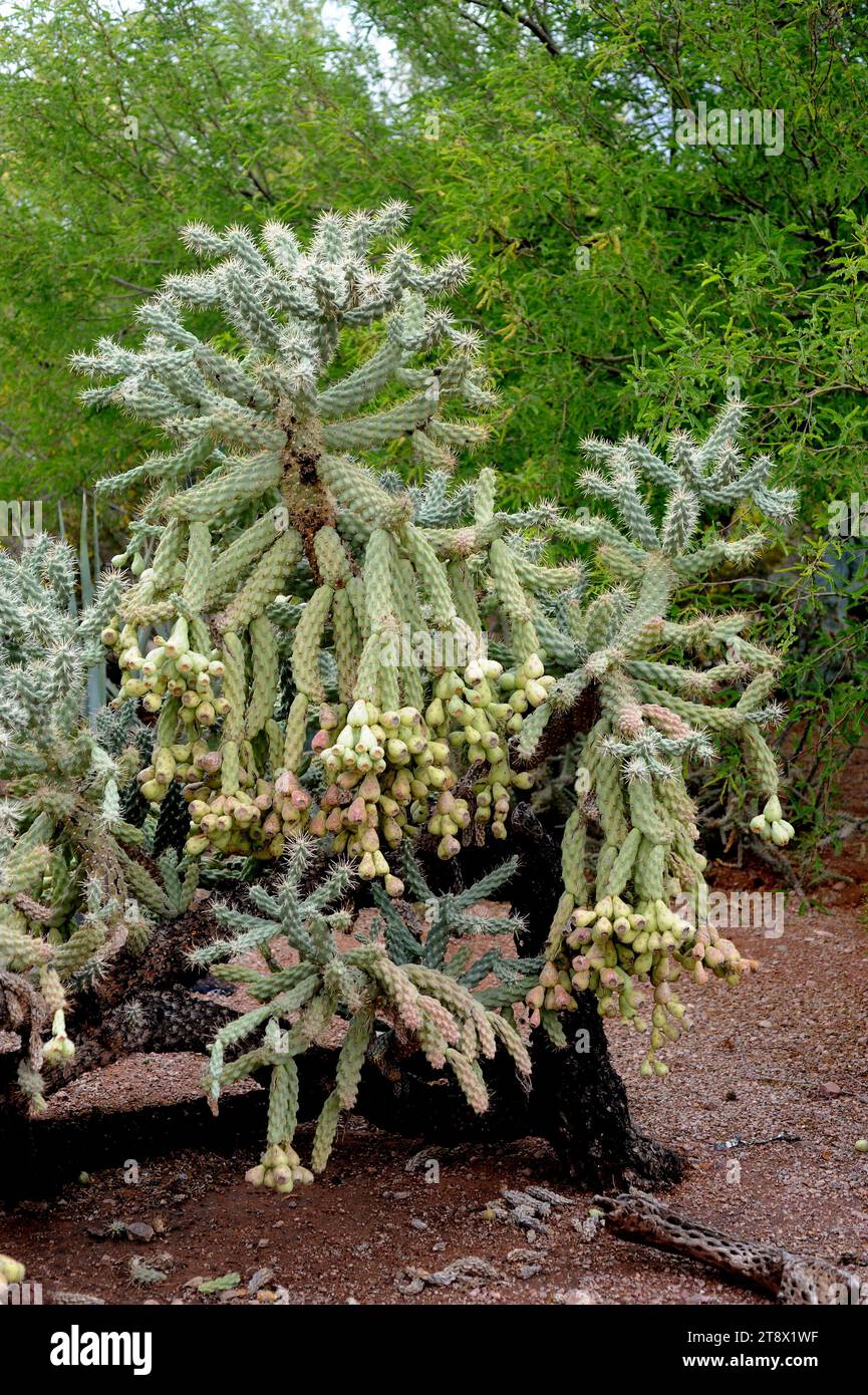 Jumping cholla (Cylindropuntia fulgida or Opuntia fulgida) is a cholla cactus native to Sonora (Mexico) and Arizona (USA). Stock Photo