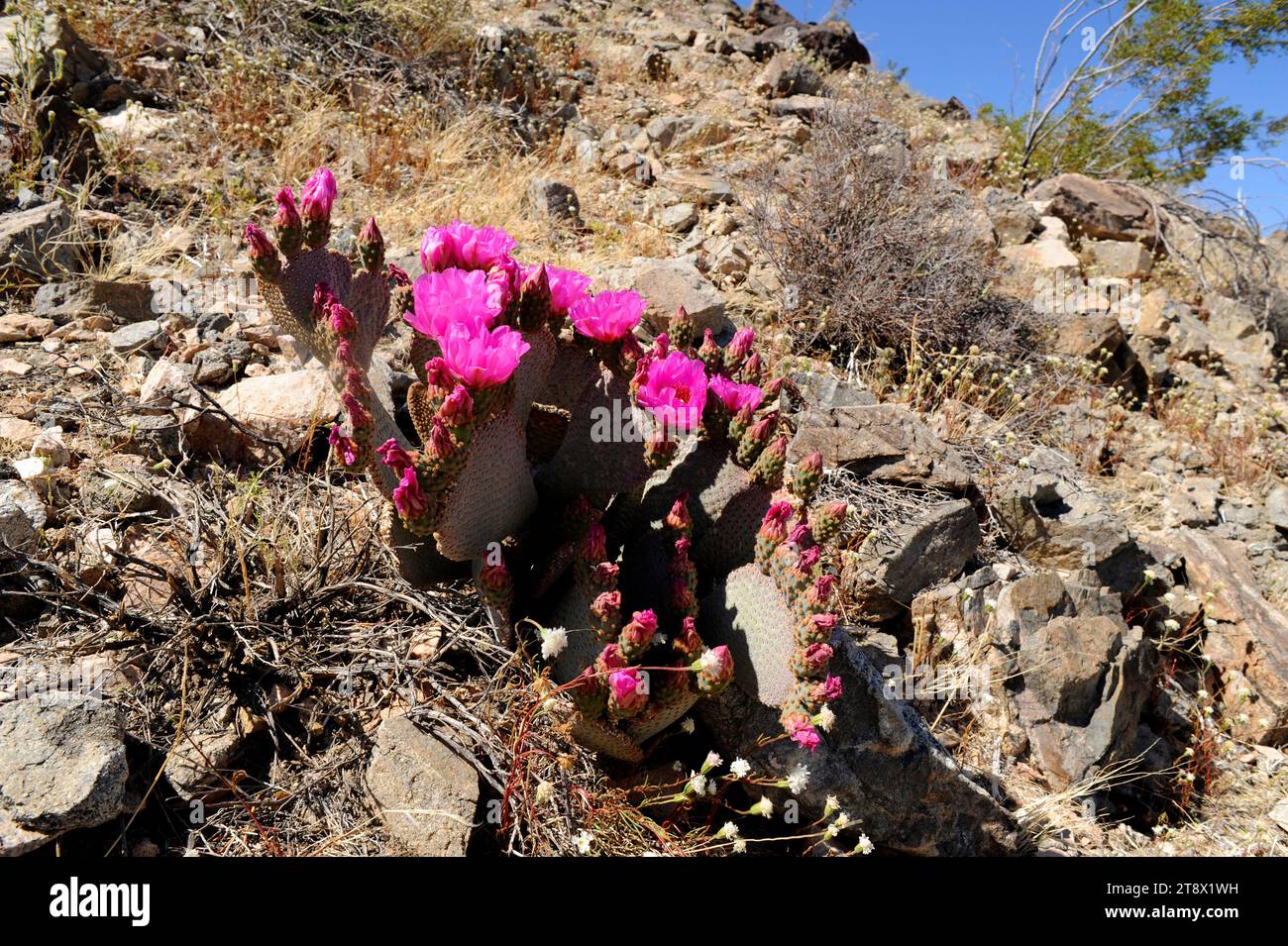 Beavertail cactus (Opuntia basilaris) is a cactus native to Southwestern USA and Northwestern Mexico. This photo was taken in Joshua Tree National Par Stock Photo