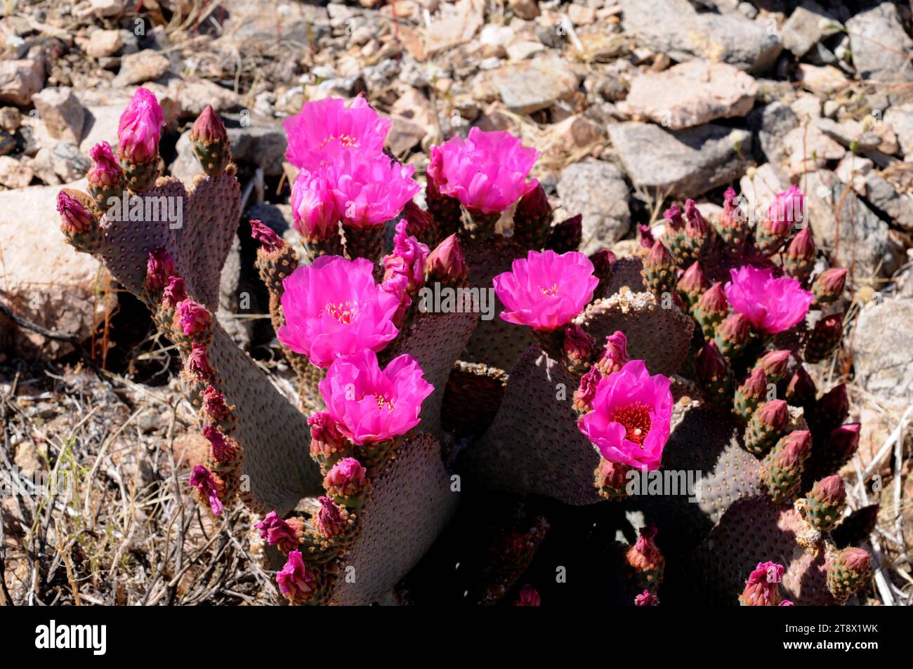Beavertail cactus (Opuntia basilaris) is a cactus native to Southwestern USA and Northwestern Mexico. This photo was taken in Joshua Tree National Par Stock Photo