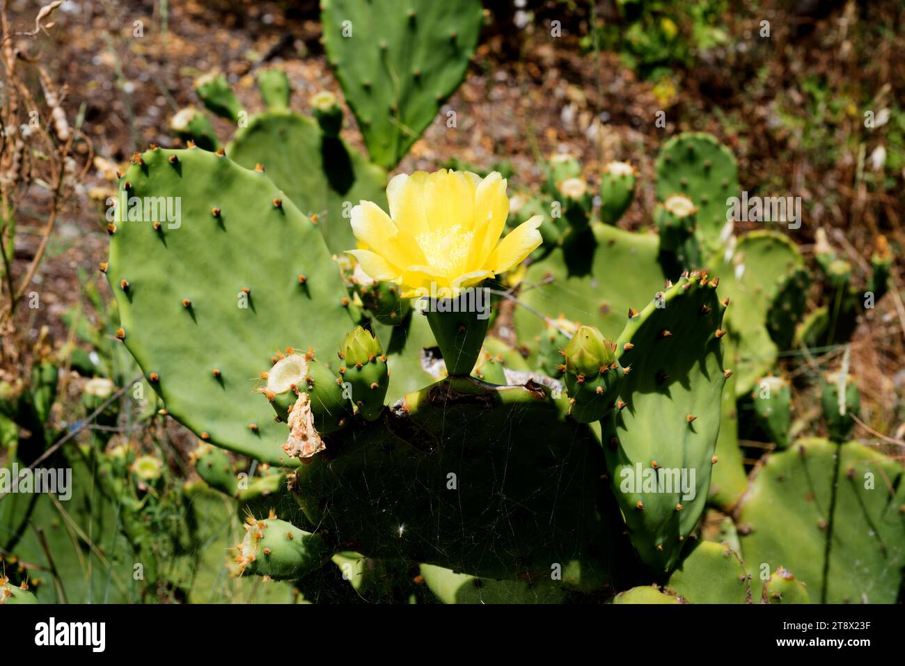 Opuntia dillenii is a cactus native to Mexico, USA and Caribbean Islands but naturalized in many arid or semiarid regions of the World. This photo was Stock Photo