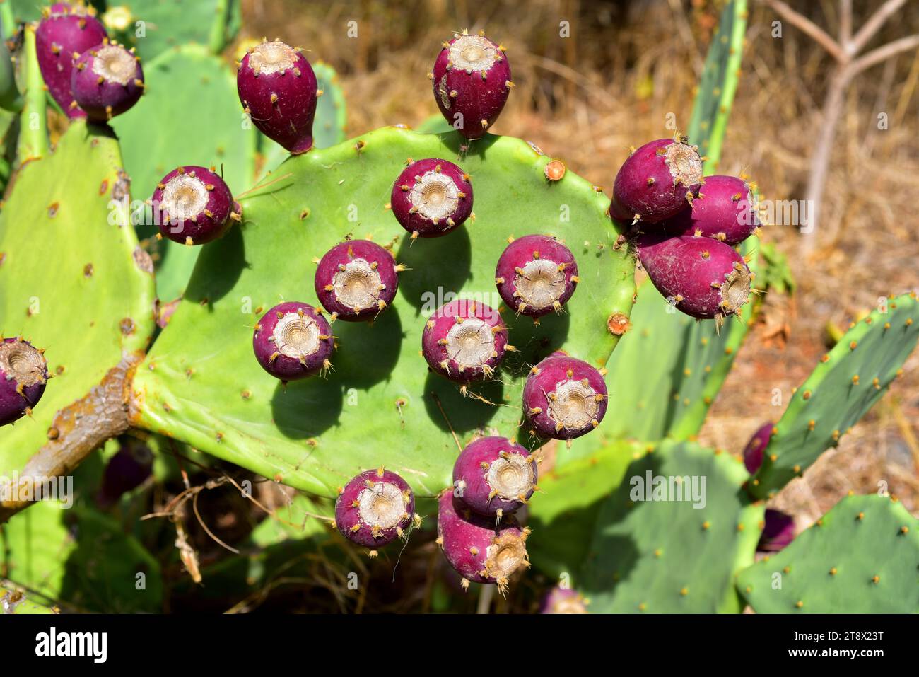 Opuntia dillenii is a cactus native to Mexico, USA and Caribbean Islands but naturalized in many arid or semiarid region of the World. This photo was Stock Photo
