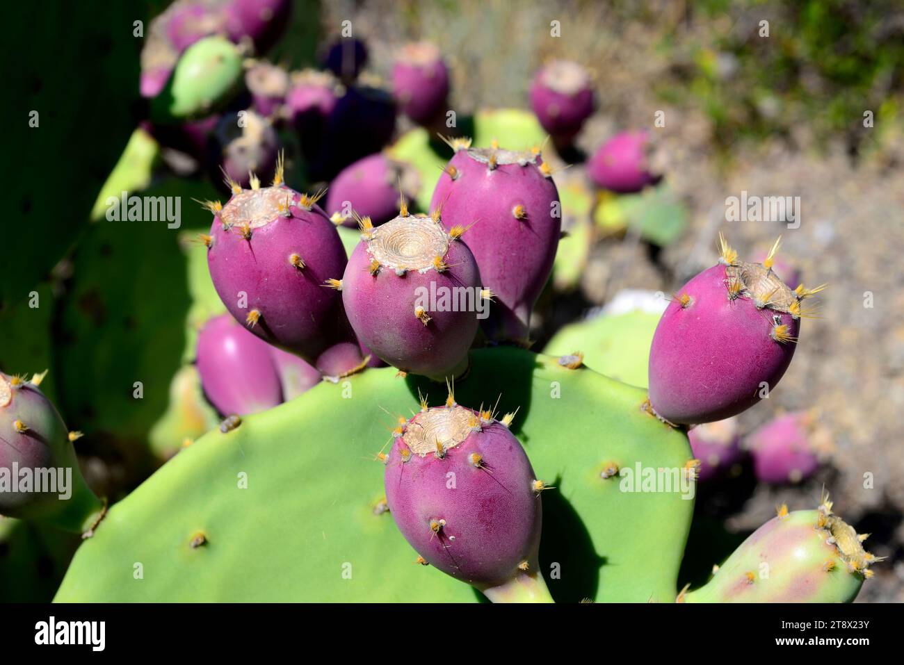 Opuntia dillenii is a cactus native to Mexico, USA and Caribbean Islands but naturalized in many arid or semiarid regions of the World. This photo was Stock Photo
