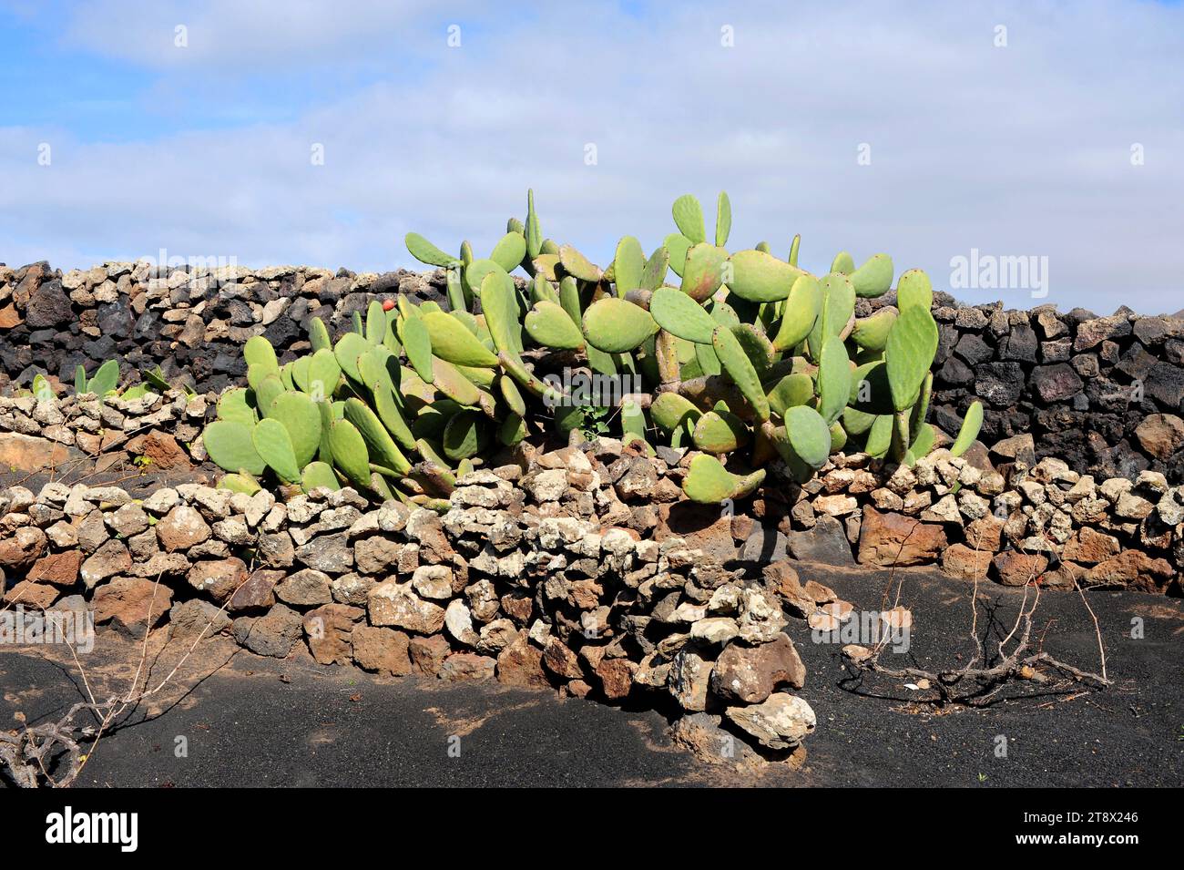 Barbary fig or Indian fig opuntia (Opuntia ficus-indica) is a cactus native to Mexico but naturalized in many arid or semiarid region of the World. Th Stock Photo