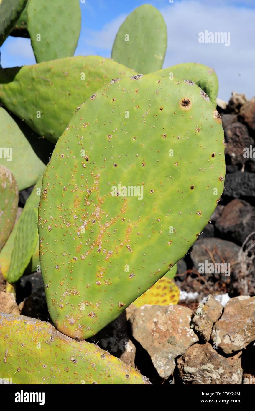 Barbary fig or Indian fig opuntia (Opuntia ficus-indica) is a cactus native to Mexico but naturalized in many arid or semiarid region of the World. Th Stock Photo