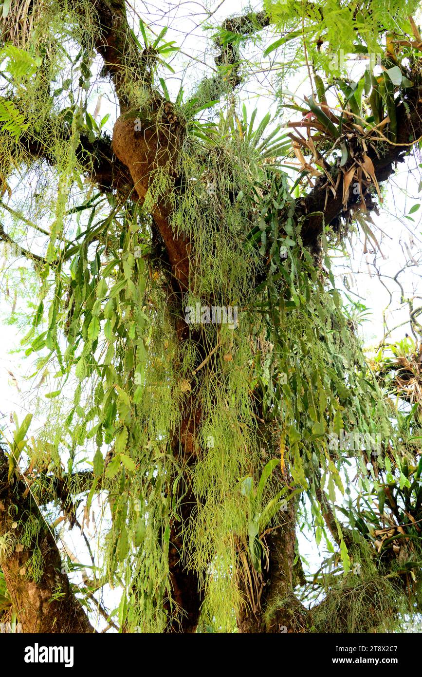 Rhipsalis hi-res stock photography and images - Alamy