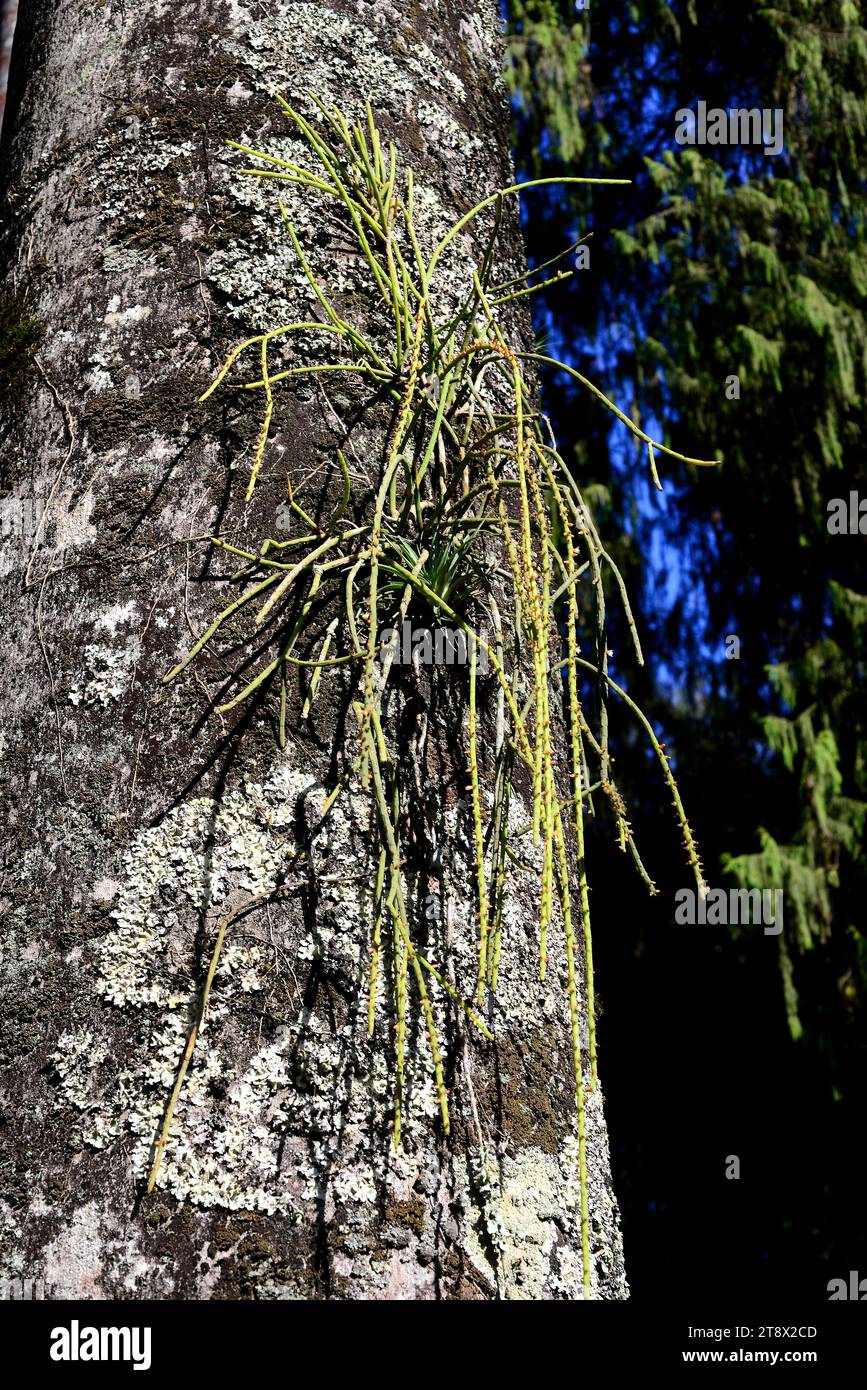 Mistletoe cactus (Rhipsalis baccifera) is an epiphytic cactus native to tropical America but naturalized in Africa and Asia. This photo was taken in R Stock Photo