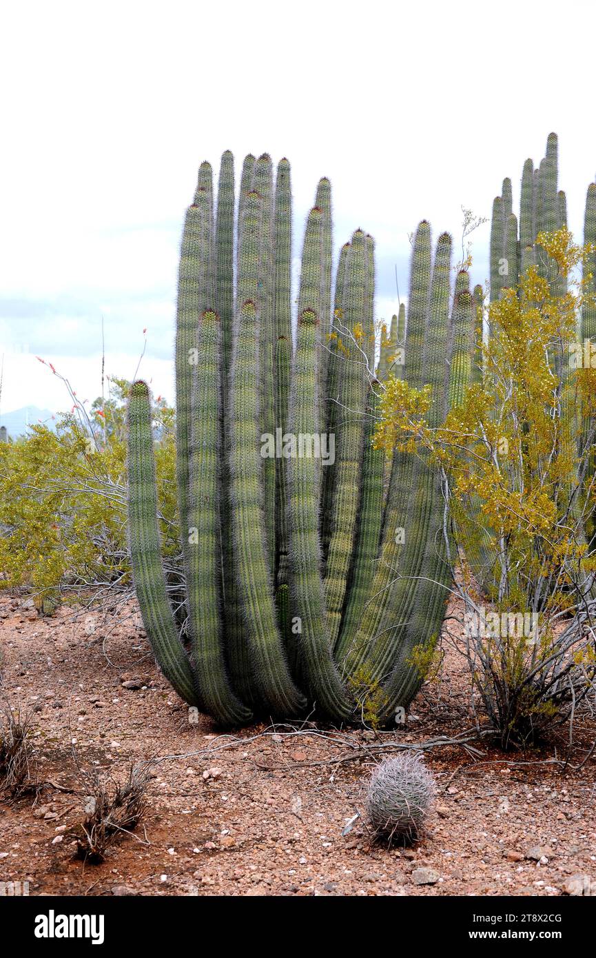 Organpipe cactus (Stenocereus thurberi) is a columnar cactus native to Mexico (Sonora and Baja California) and USA (Arizona). Its fruits (pitaya dulce Stock Photo
