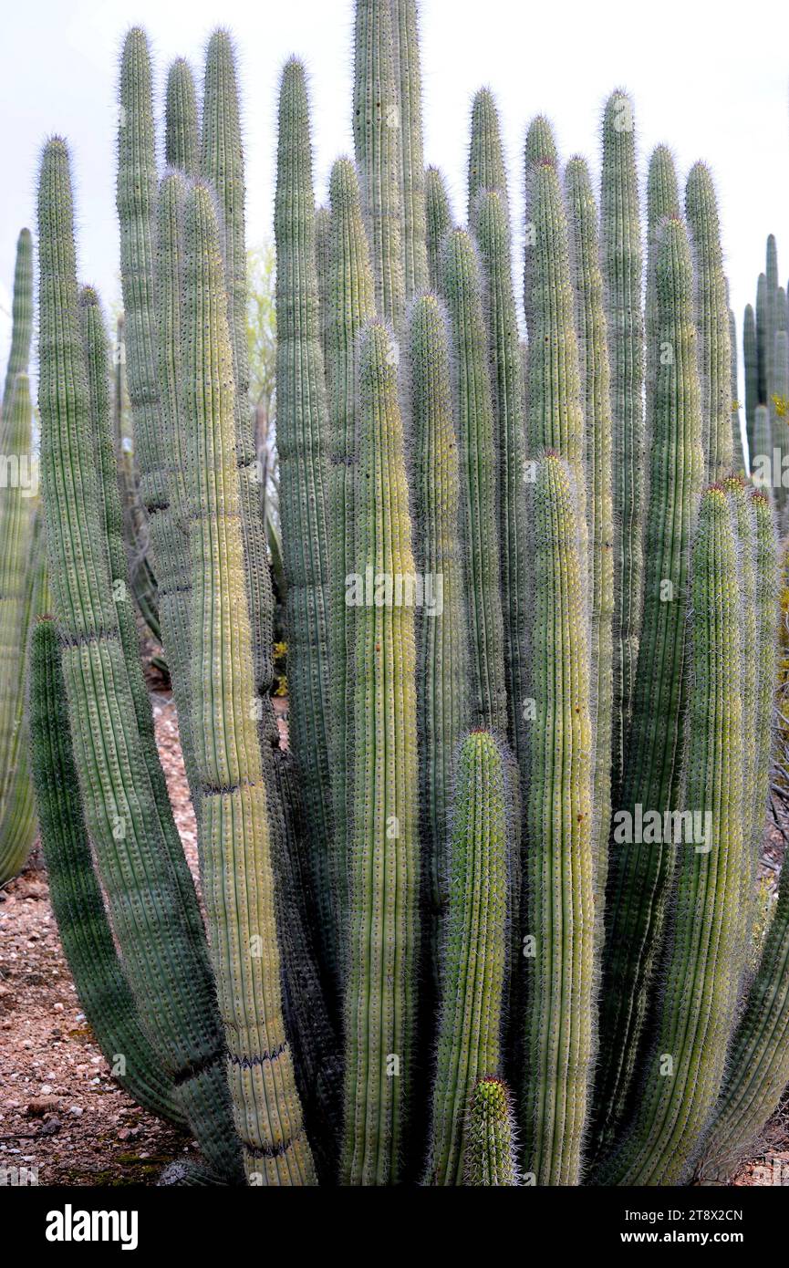 Organpipe cactus (Stenocereus thurberi) is a columnar cactus native to Mexico (Sonora and Baja California) and USA (Arizona). Its fruits, pitaya dulce Stock Photo