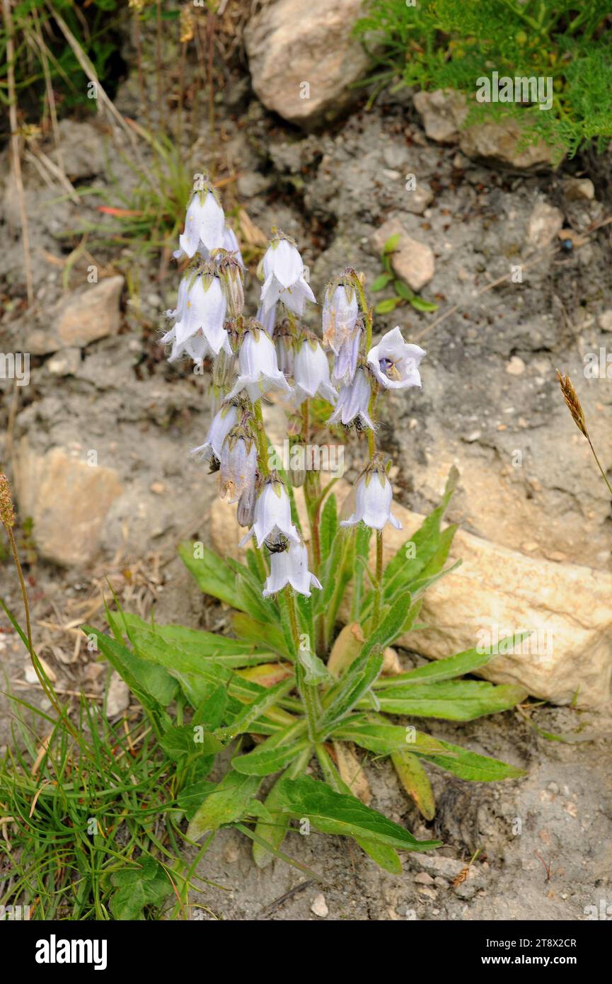 Bearded bellflower (Campanula barbata) is a perennial herb native to Central Europe. This photo was taken in French Alps. Stock Photo