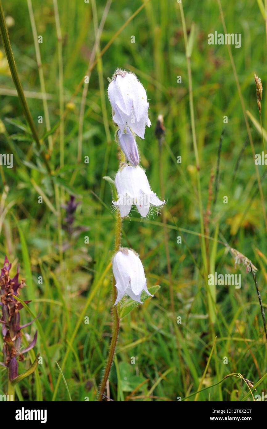 Bearded bellflower (Campanula barbata) is a perennial herb native to Central Europe. This photo was taken in French Alps. Stock Photo