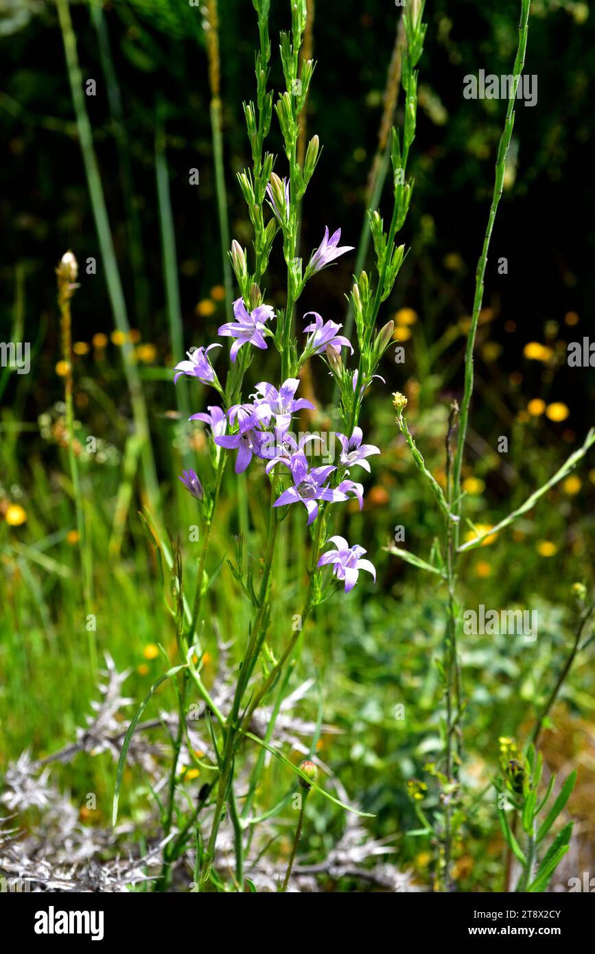 Rampion bellflower (Campanula rapunculus) is a perennial herb native to most of Europe, Northern Africa and Western Asia. This photo was taken in Arri Stock Photo