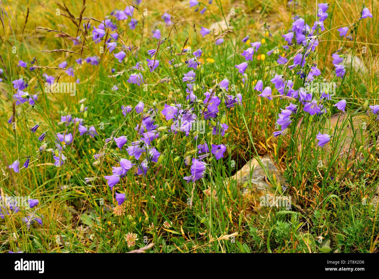 Harebell (Campanula rotundifolia) is a perennial herb native to Europe from the Pyrenees to Scandinavia. This photo was taken in Andorra. Stock Photo