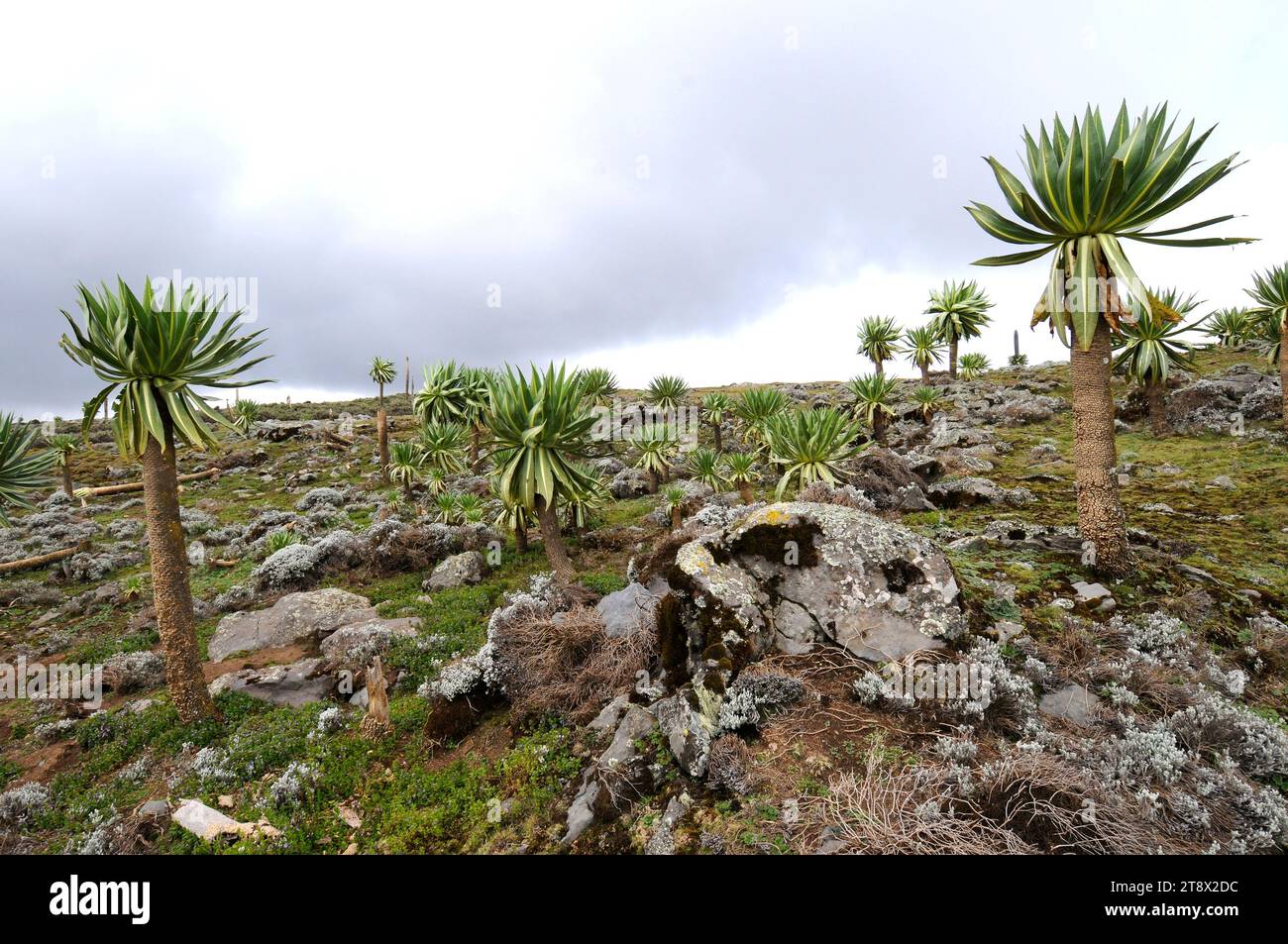 Giant lobelia (Lobelia rhynchopetalum) is a plant endemic to Ethiopia Mountains. This photo was taken in Bale Mountains National Park, Ethiopia. Stock Photo