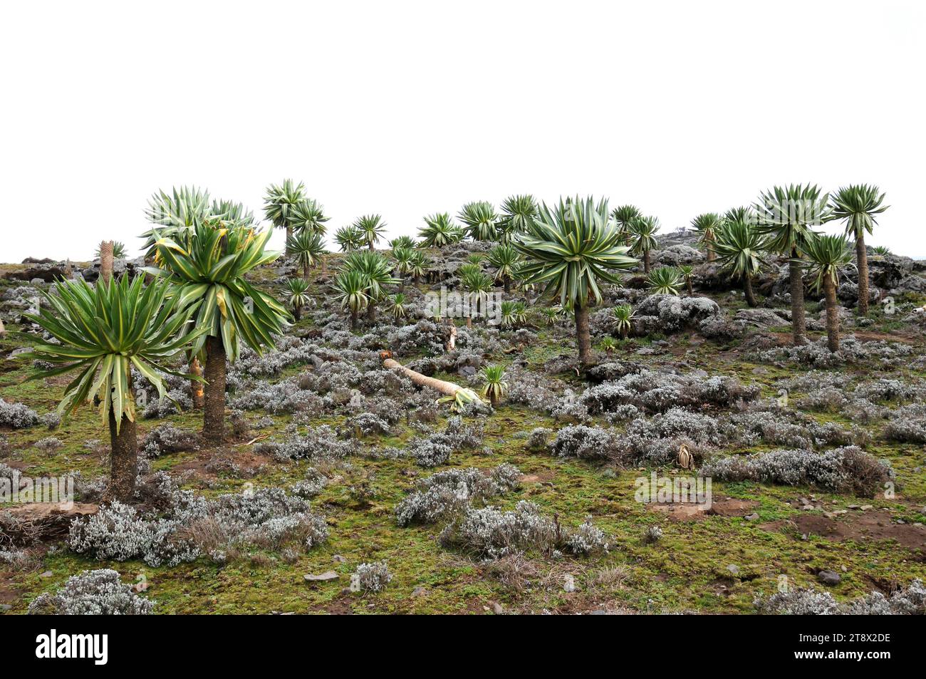 Giant lobelia (Lobelia rhynchopetalum) is a plant endemic to Ethiopia Mountains. This photo was taken in Bale Mountains National Park, Ethiopia. Stock Photo