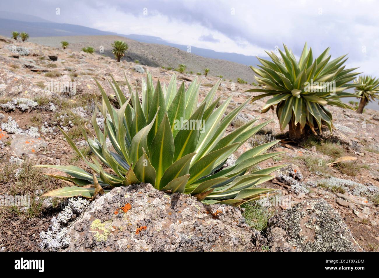 Giant lobelia (Lobelia rhynchopetalum) is a plant endemic to Ethiopia Mountains. This photo was taken in Bale Mountains National Park, Ethiopia. Stock Photo