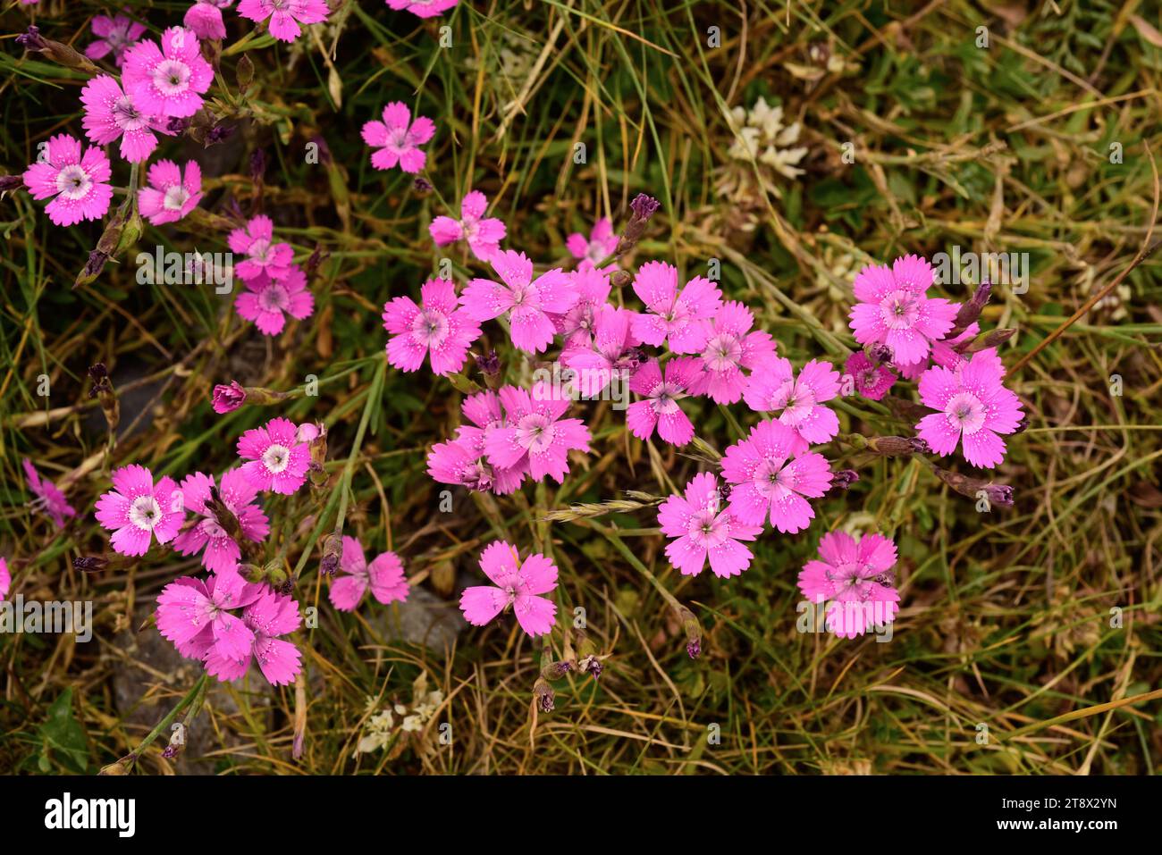 Maiden pink (Dianthus deltoides) is a perennial herb native to Europe and western Asia. This photo was taken in Andorra Pyrenees. Stock Photo