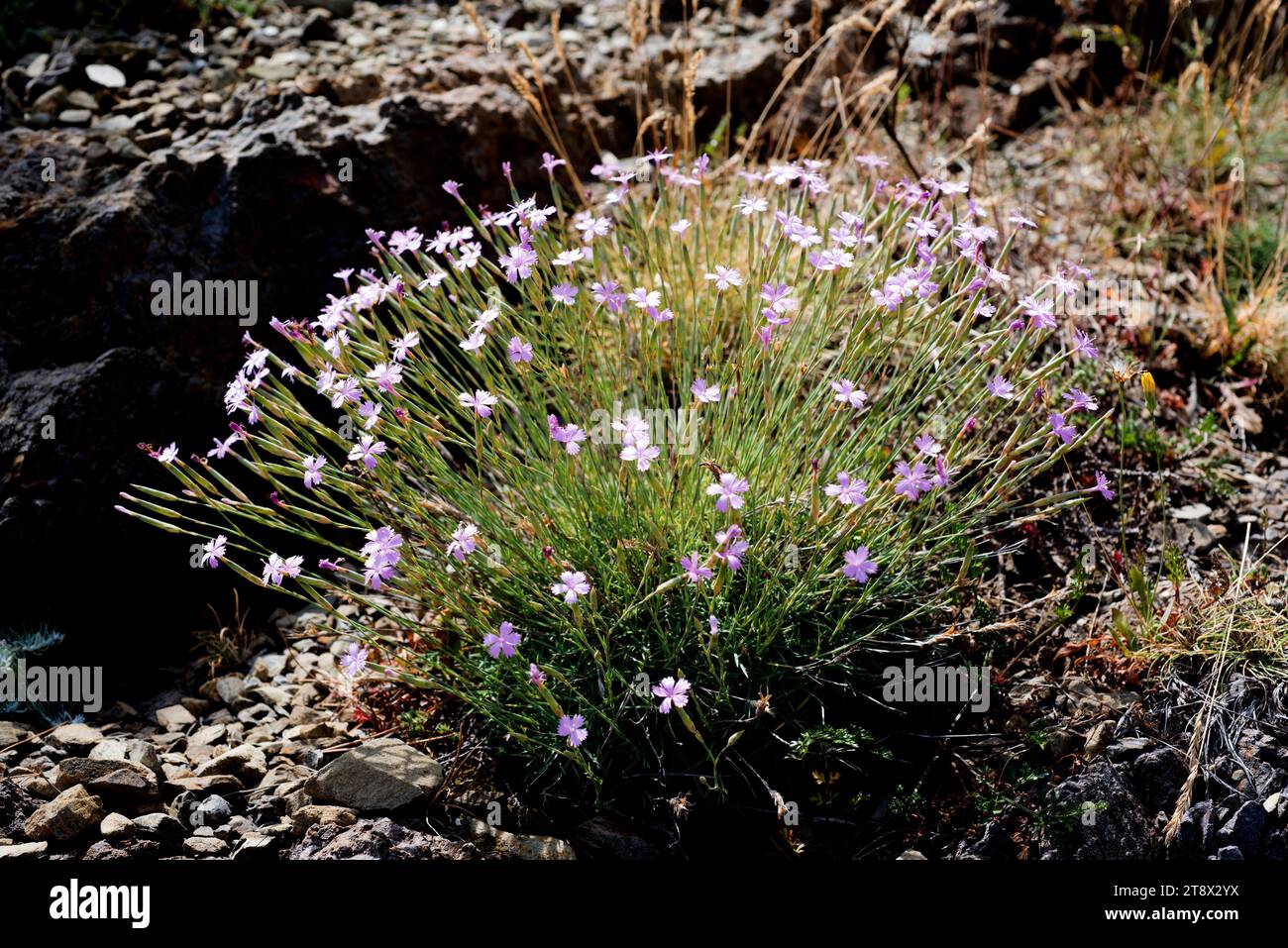 Dianthus pyrenaicus attenuatus is a perennial herb native to Mediterranean region. This photo was taken in Cap Ras, Girona, Catalonia, Spain. Stock Photo