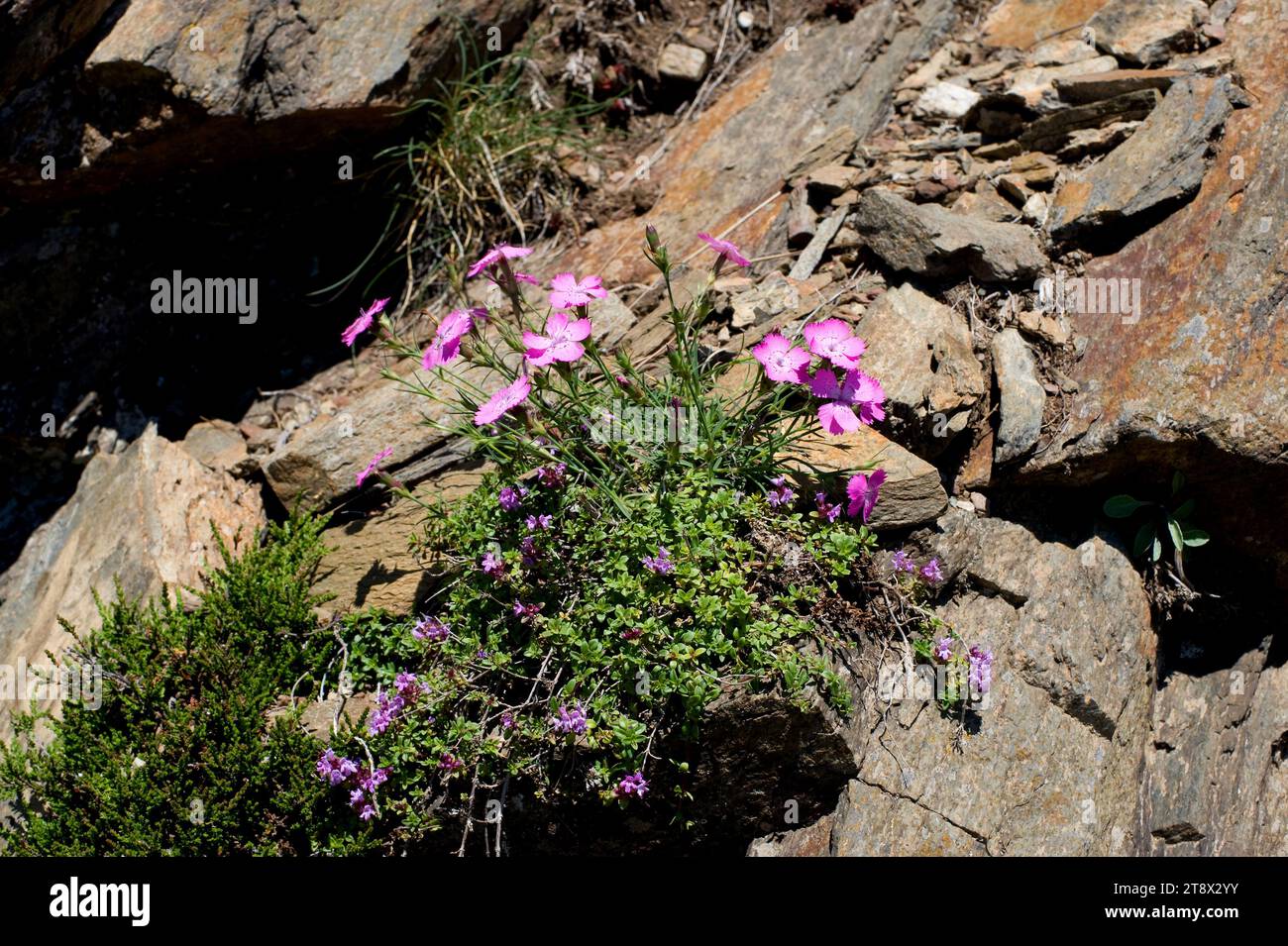 Seguier pink (Dianthus seguieri) is a perennial herb native to central and southern Europe, mainly in Spain. This photo was taken in Montseny Biospher Stock Photo