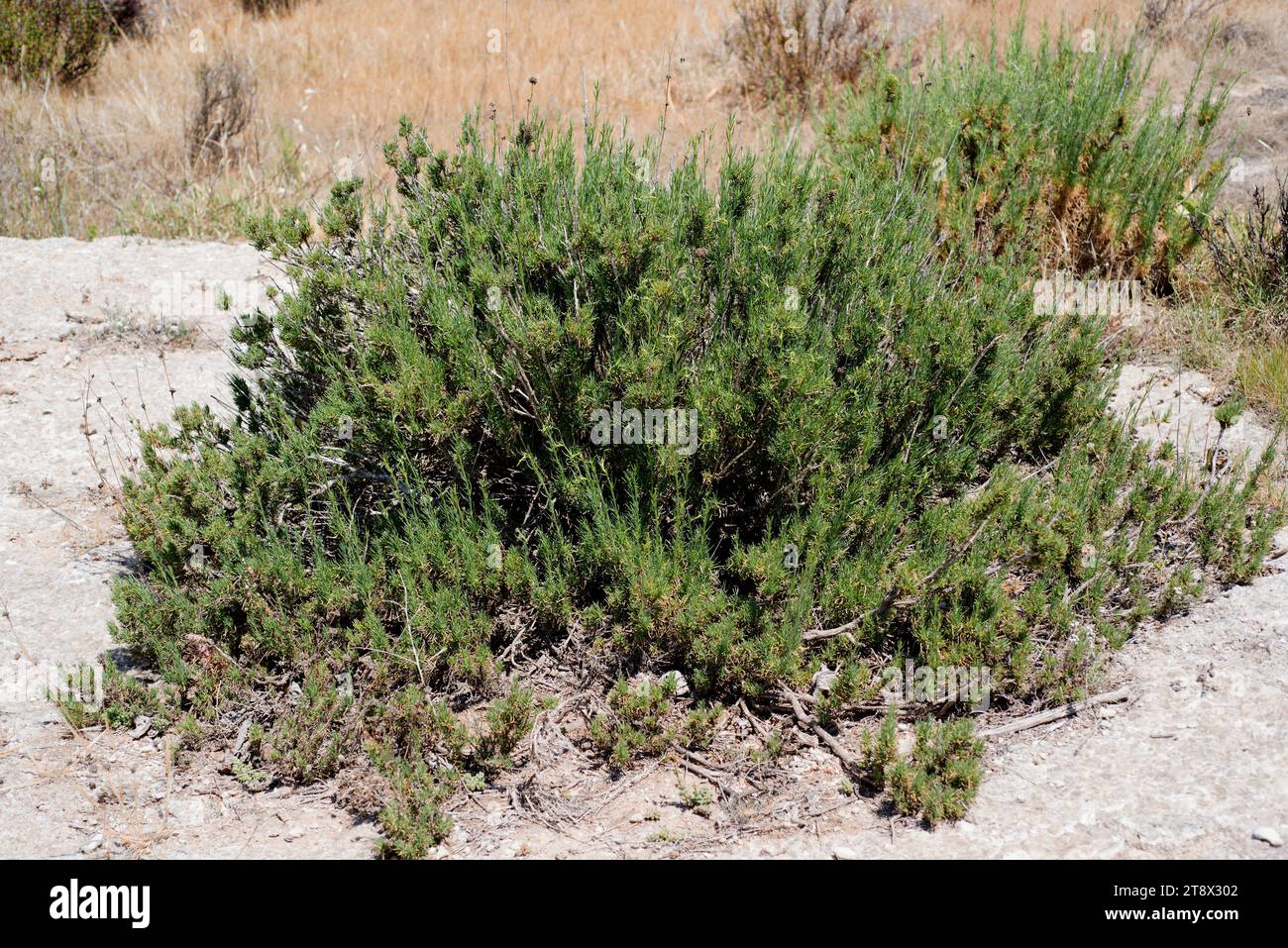 Albada o jabonera (Gypsophila sthrutium) is a gypsophile plant endemic to Iberian Peninsula. This photo was taken in Karst en yesos de Sorbas, Almeria Stock Photo