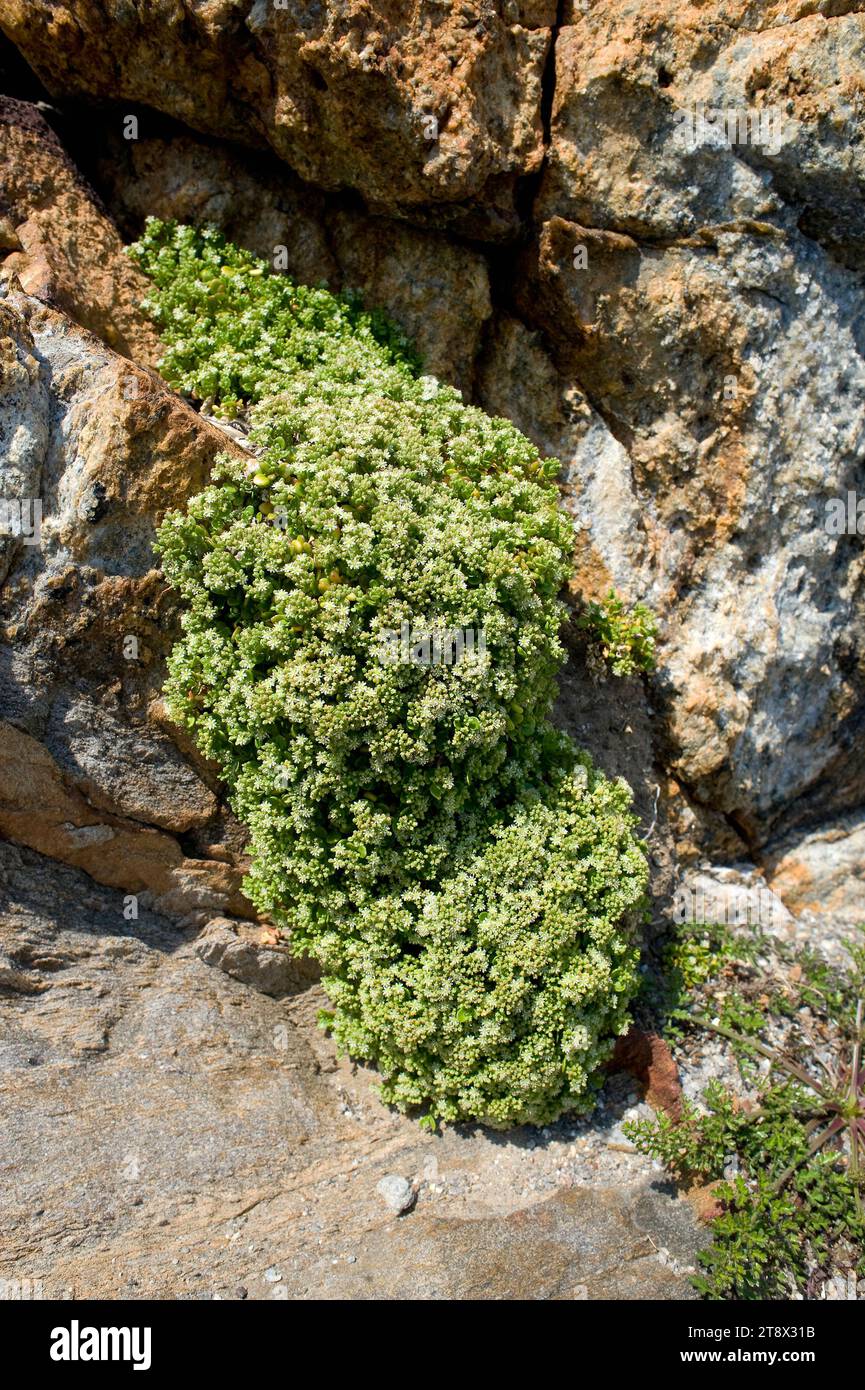 Polycarpon polycarpoides catalaunicum is a perennial crowling herb endemic to maritime cliffs of north Catalonia. This photo was taken in Cap de Creus Stock Photo