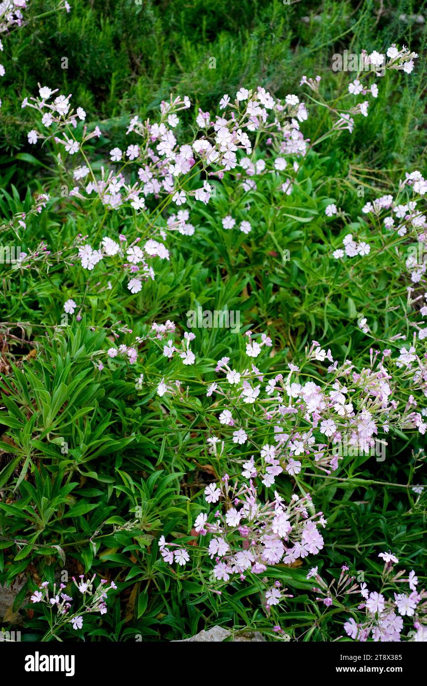 Ifac campion or Ifac catchfly (Silene hifacensis) is a endemic and endangered species native to Alicante mountains (Montgó) and Ibiza Island. Stock Photo