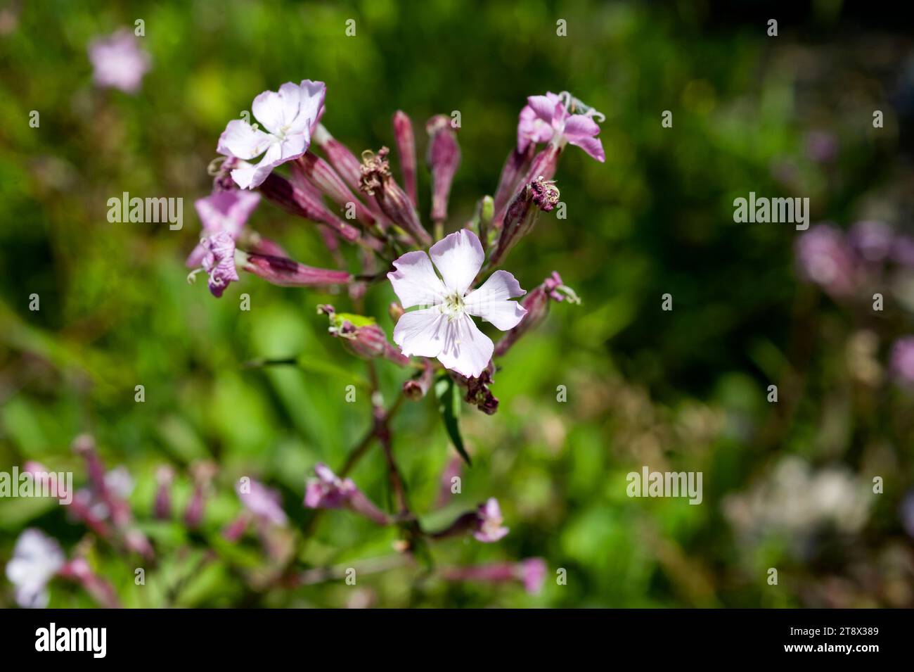 Ifac campion or Ifac catchfly (Silene hifacensis) is a endemic and endangered species native to Alicante mountains (Montgó) and Ibiza Island. Stock Photo