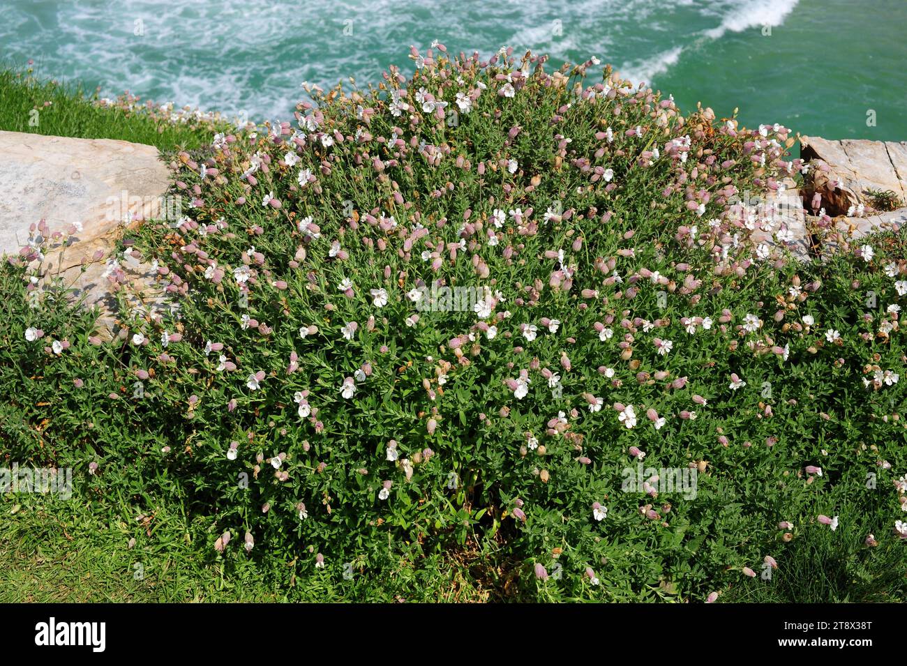 Bladder campion (Silene vulgaris) is perennial plant native to Europe, north Africa and west Asia and naturalized in North America. Its young leaves a Stock Photo