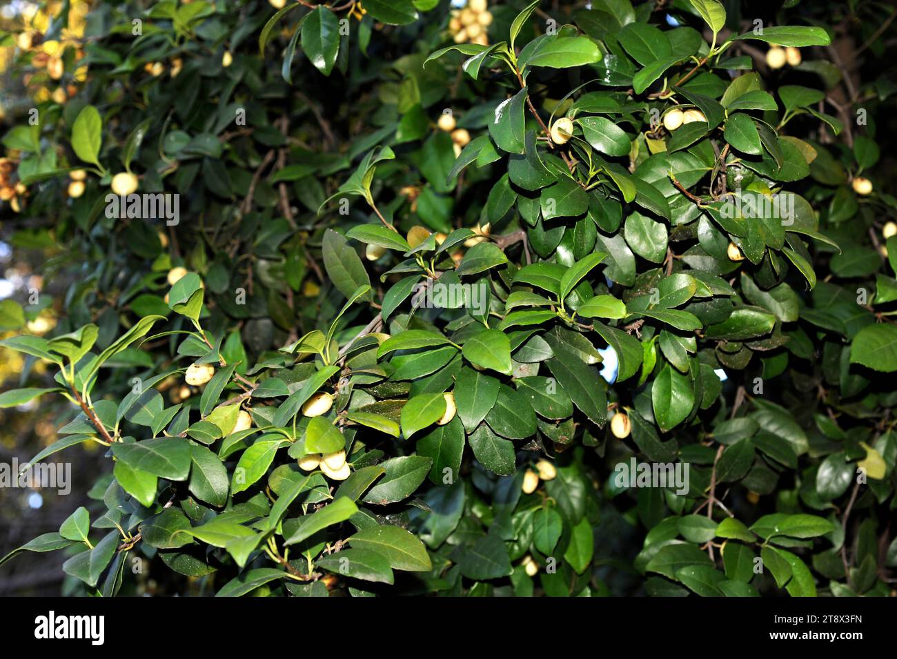 Cassine papillosa or Elaeodendron papillosum is an evergreen tree native to southern Africa. Stock Photo