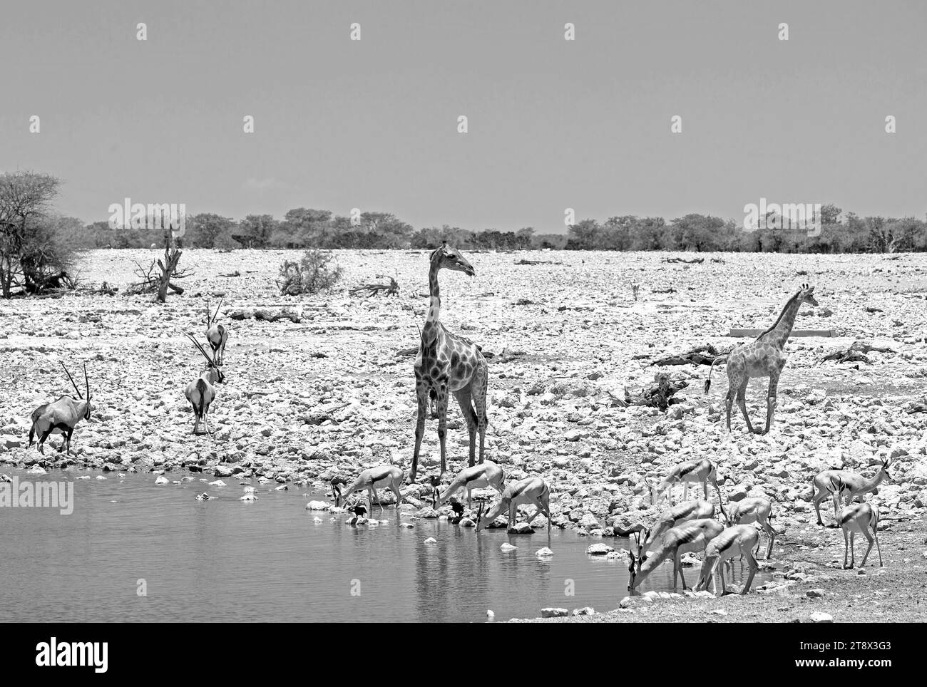 Vibrant waterhole with Two giraffe, herd of Gemsbok Oryx and springbok at Okaukeujo waterhole, Etosha National Park,  Namibia Stock Photo