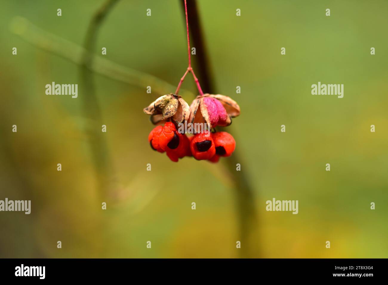 European spindle (Euonymus europaeus) is a deciduous shrub or a small ...