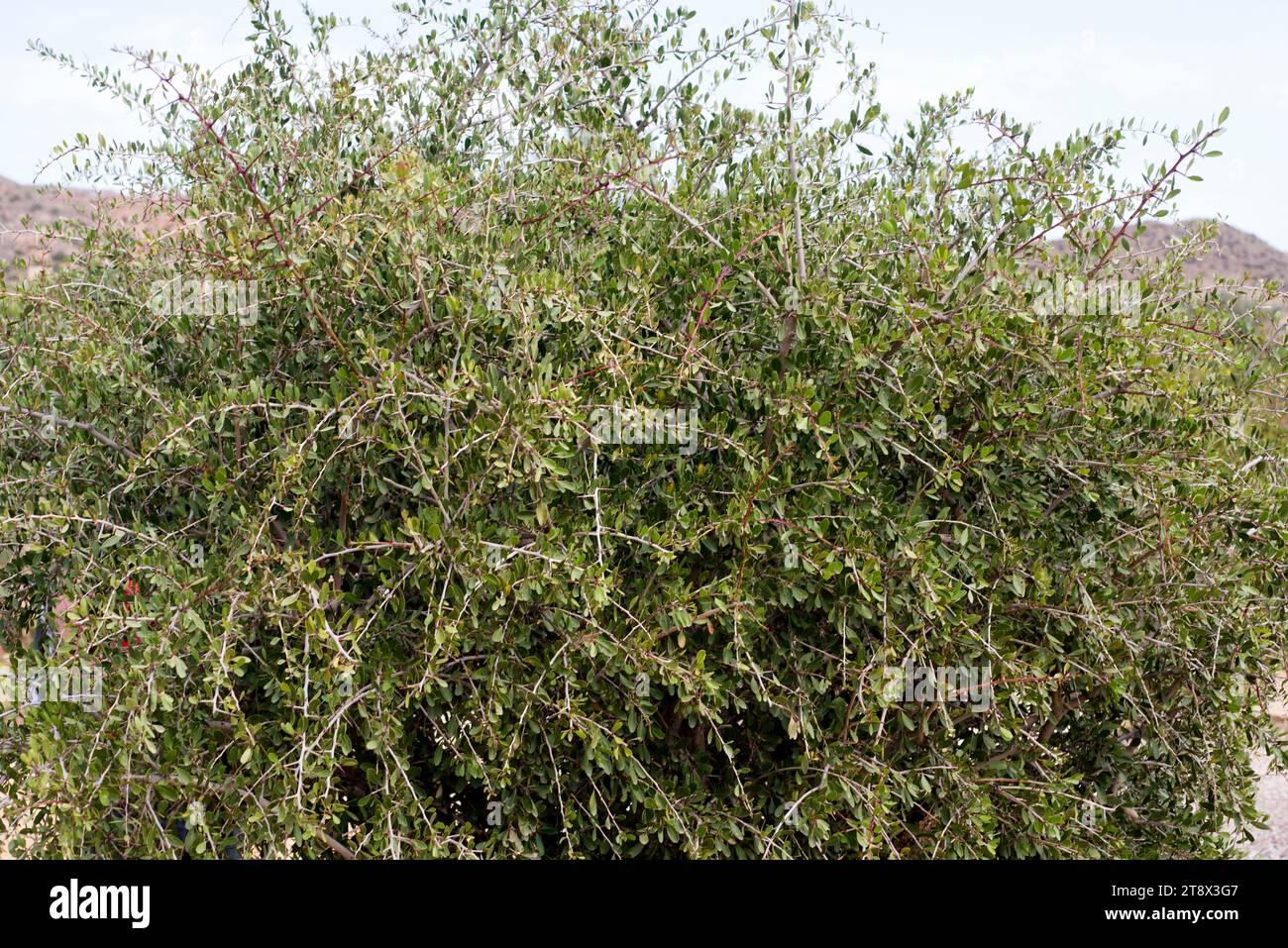 Maytenus senegalensis europaea is a thorny bush endemic to Iberian Peninsula and north Africa. This photo was taken in Cabo de Gata Natural Park, Alme Stock Photo