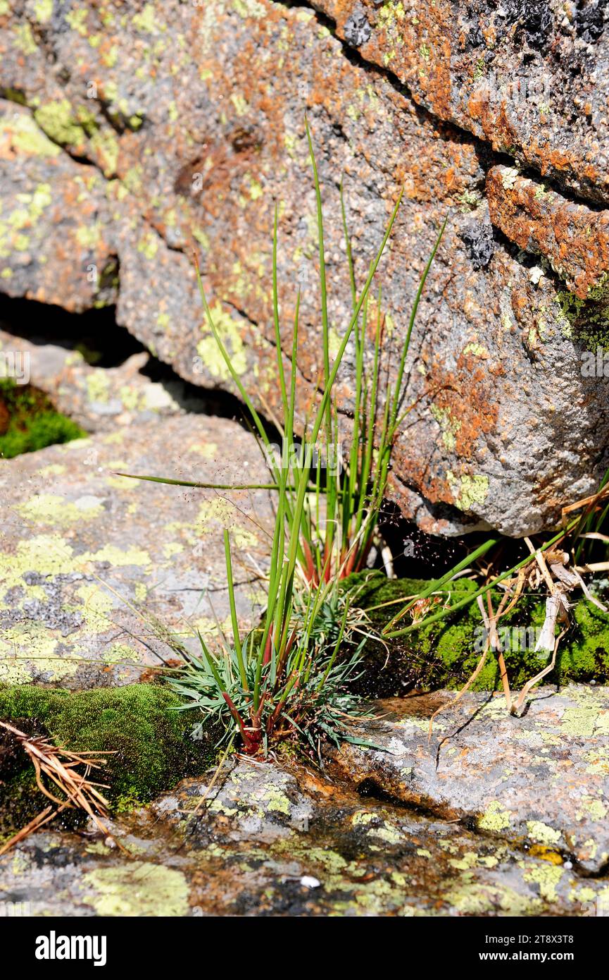 Bulrush (Scirpus holoschoenus) is a cosmopolitan perennial herb. Young specimen. This photo was taken in Sierra de Gredos, Avila, Castilla y Leon, Spa Stock Photo