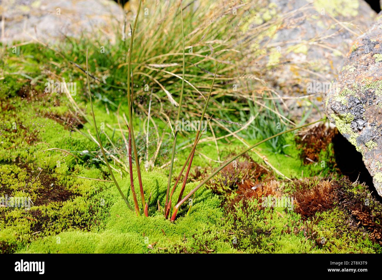 Bulrush (Scirpus holoschoenus) is a cosmopolitan perennial herb. Young specimen. This photo was taken in Sierra de Gredos, Avila, Castilla y Leon, Spa Stock Photo