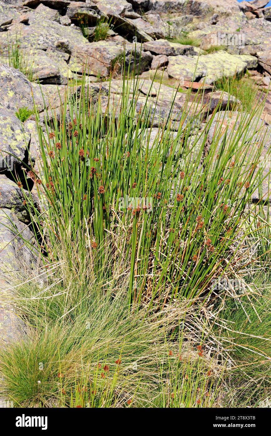 Bulrush (Scirpus holoschoenus) is a cosmopolitan perennial herb. This photo was taken in Sierra de Gredos, Avila, Castilla y Leon, Spain. Stock Photo