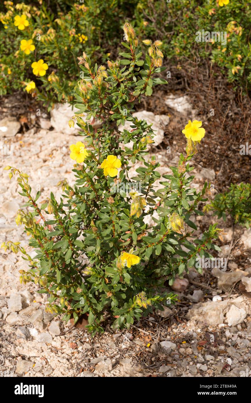 Jarilla de Sorbas, de Turre o de yesar (Helianthemum alypoides) is an endemic gypsophile shrub native to gypsum soils of Almeria province. This photo Stock Photo