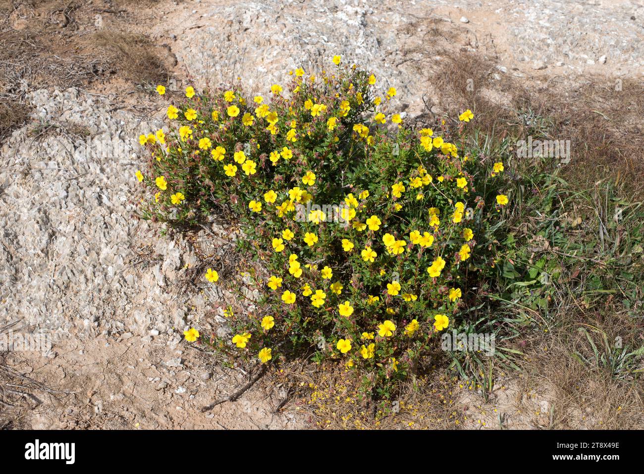 Jarilla de Sorbas, de Turre o de yesar (Helianthemum alypoides) is an endemic gypsophile shrub native to gypsum soils of Almeria province. This photo Stock Photo