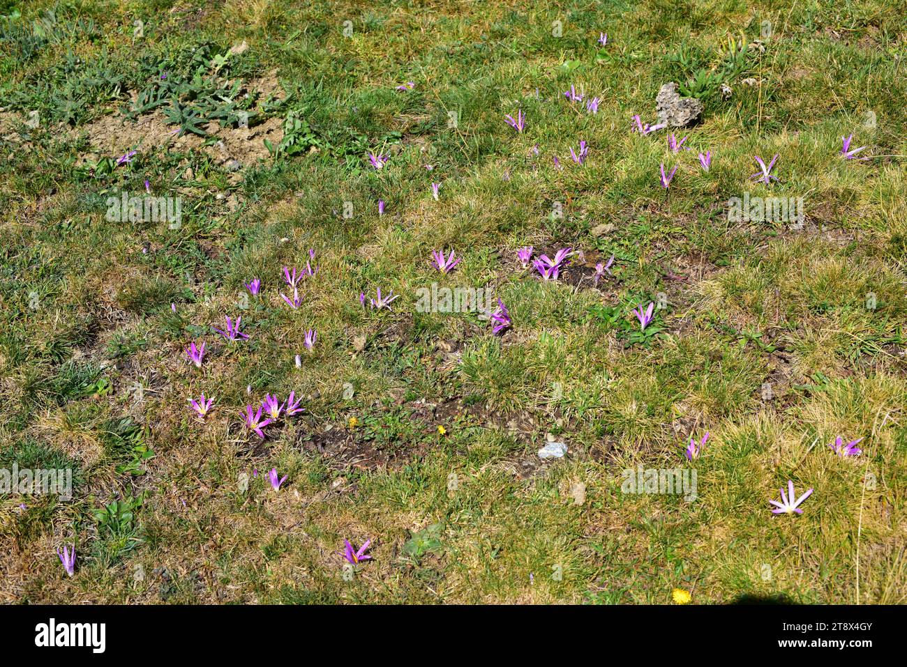 Quitameriendas (Merendera montana or Colchicum montanum) is a perennial toxic herb endemic to Iberian Peninsula mountains. This photo was taken in Mon Stock Photo