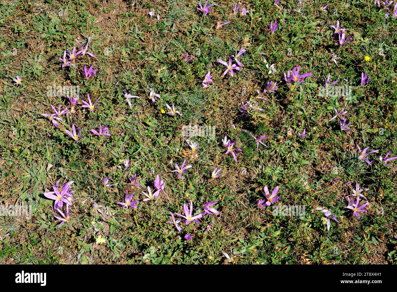 Quitameriendas (Merendera montana or Colchicum montanum) is a perennial toxic herb endemic to Iberian Peninsula mountains. This photo was taken in Sor Stock Photo