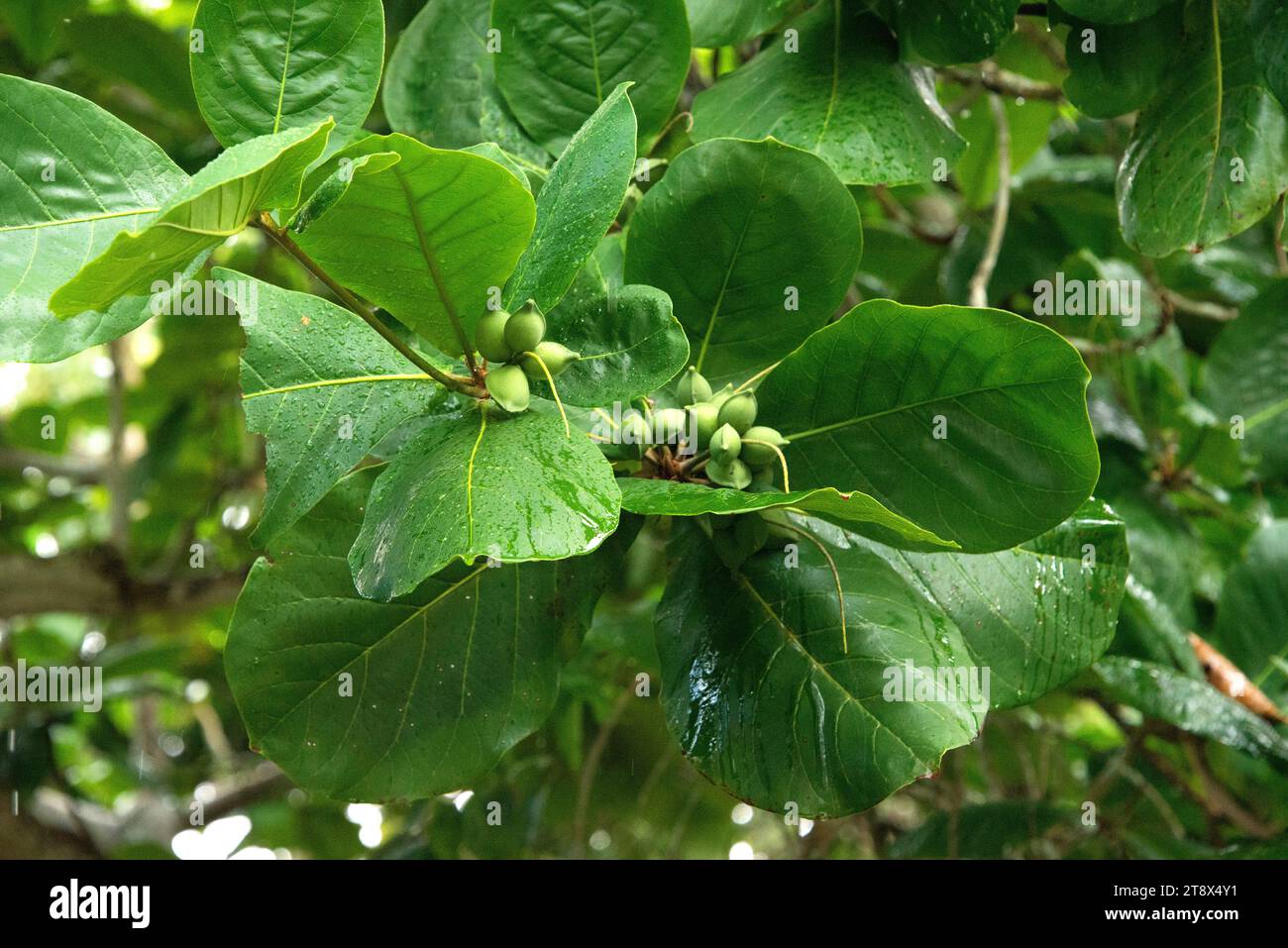 Malabar almond (Terminalia catappa) is a deciduous tree probably native to Asia but naturalized in most tropicals regions. It has medicinal properties Stock Photo