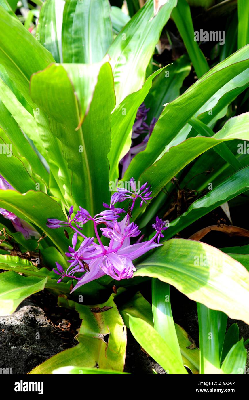 Dayflower (Cochliostema odoratissimum) is an epiphyte herb native  to Central America and northern South America. Stock Photo