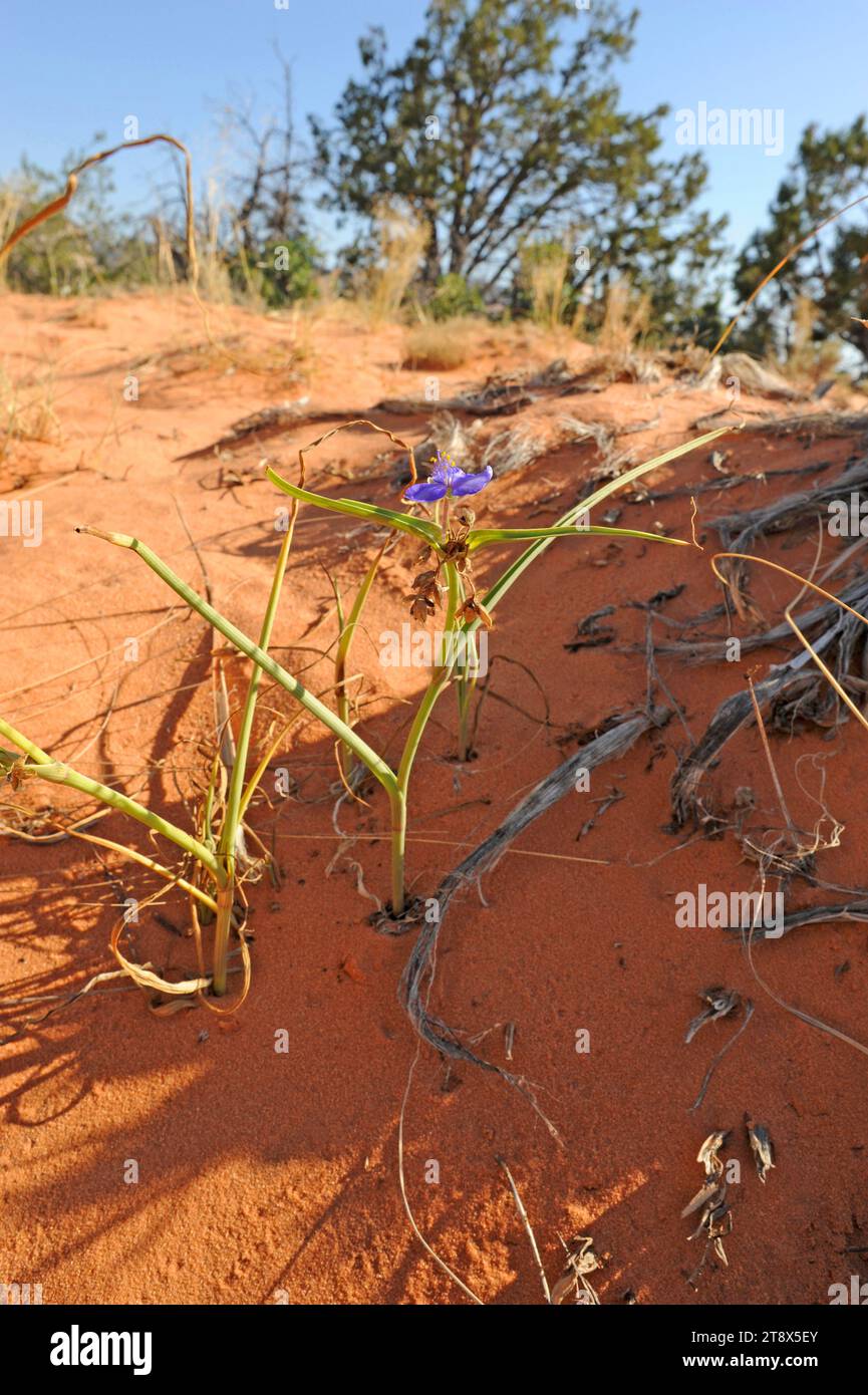 Prairie spiderwort (Tradescantia occidentalis) is a perennial herb native to USA Great Plains. This photo was taken in Utah. Stock Photo